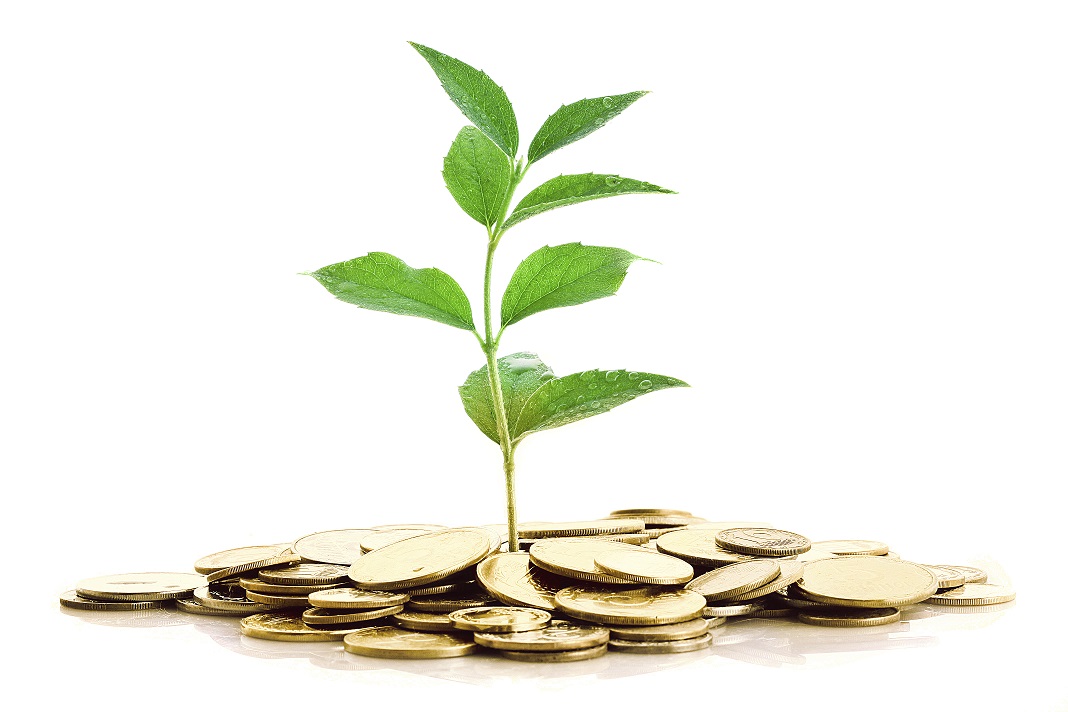 Gold Coins and plant isolated on white background